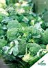 Seminis Brassica Guide