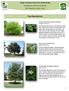 Tree Descriptions. Village of Downers Grove Tree and Shrub Sale. Thursday June 7, :00 pm- 6:00 pm Walnut Ave.
