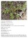 Previously Used Scientific Names: Portulaca teretifolia ssp. cubensis (Urban) Ortega