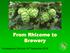 From Rhizome to Brewery