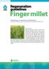 Finger millet. Regeneration guidelines. HD Upadhyaya, V Gopal Reddy and DVSSR Sastry