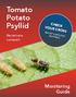 Tomato Potato Psyllid