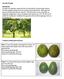 Avocado Farming. Common varieties grown in Kenya