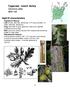 Fagaceae - beech family! Quercus alba white oak