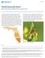 Florida Honey Bee Plants 1