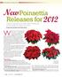 New. Poinsettia Releases for Welcome to the North American Poinsettia