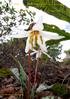 SRGC Bulb Log Diary ISSN Pictures and text Ian Young. BULB LOG th March Erythronium caucasicum