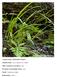 Common Name: RADFORD S SEDGE. Scientific Name: Carex radfordii L.L. Gaddy. Other Commonly Used Names: none. Previously Used Scientific Names: none