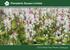 Prenplants Sussex Limited Peat Free Plants Catalogue