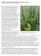 Volunteer buckwheat control in irrigated spring wheat year two. Mark Thorne, Henry Wetzel, Drew Lyon, Tim Waters