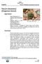 Thorne s Buckwheat (Eriogonum thornei)